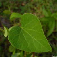 Cissampelos pareira L.
